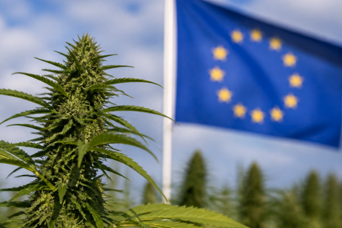 Bloeiende cannabisplant op een veld met een wapperende Europese vlag op de achtergrond