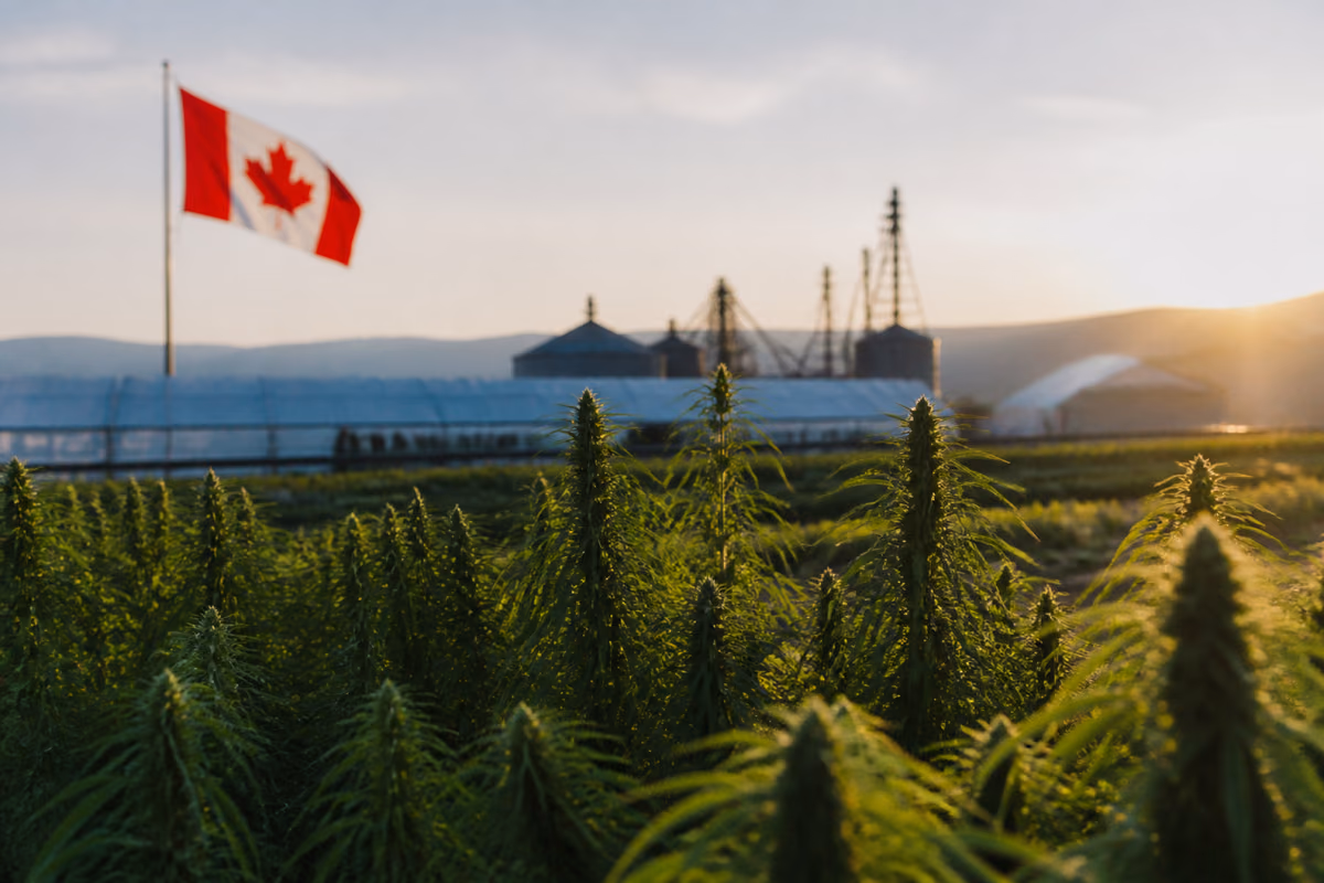 Cannabisplanten in een veld bij zonsondergang met een Canadese vlag, kassen en graansilo's op de achtergrond
