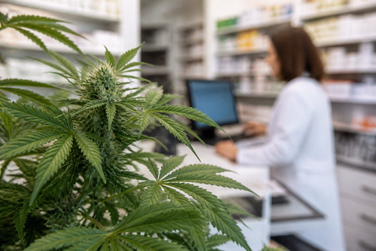 Bloeiende cannabisplant op de voorgrond, op de wazige achtergrond een apotheker achter een computer