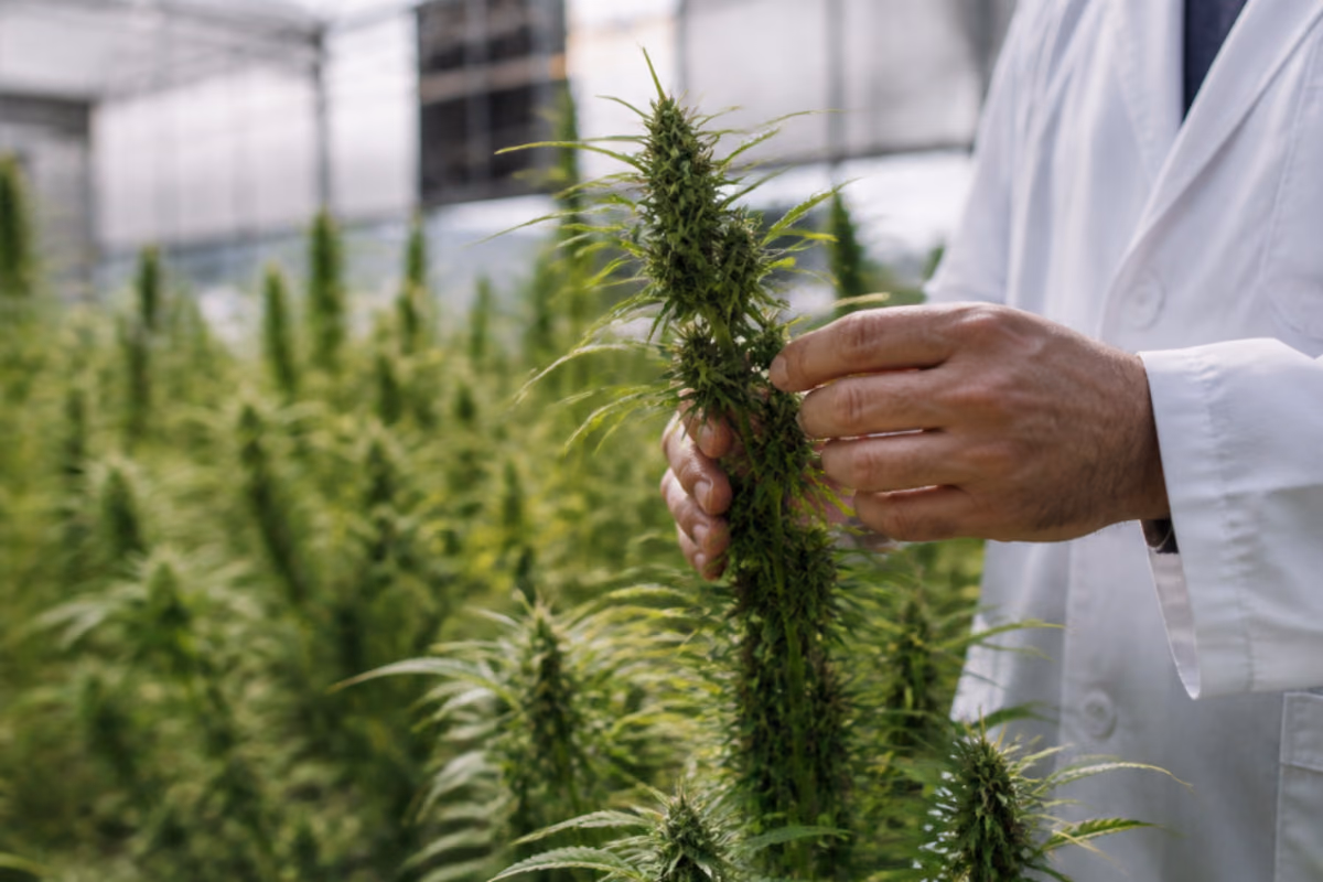 Hand van onderzoeker in witte jas inspecteert een hennepplant in een kas vol cannabisplanten