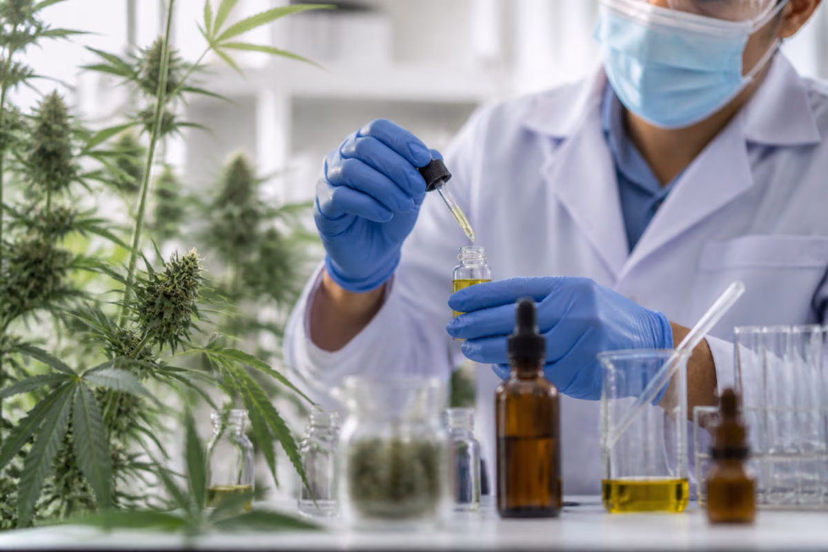 Onderzoeker in een lab druppelt met een pipet cannabisolie in een flesje naast bloeiende cannabisplanten
