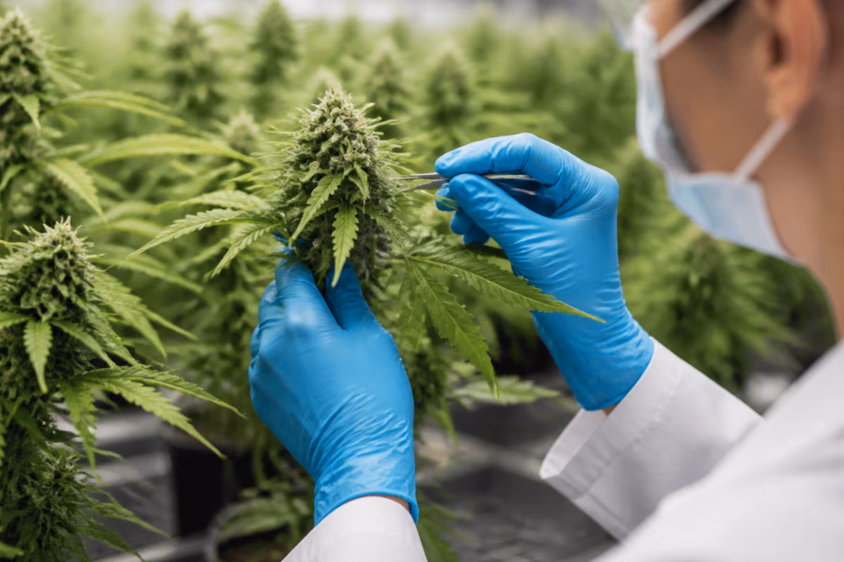 Onderzoeker met blauwe handschoenen en mondkapje inspecteert een cannabisplant met een pincet in een kwekerij